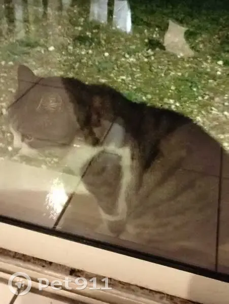 Chat tigré corpulent trouvé à Marquay - photo