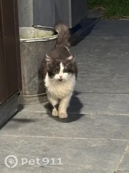 Chat noir et blanc trouvé à Mouvaux - photo