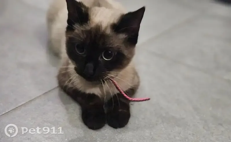 Chaton siamois trouvé à Tourcoing - photo