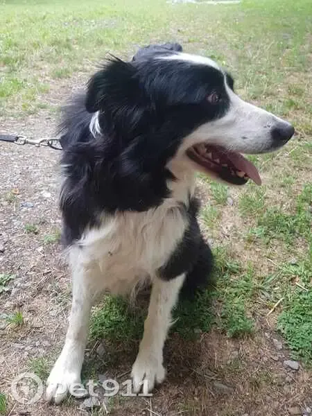 Border collie femelle perdue à La Bazouge - photo