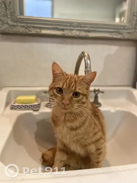 Chat perdu : Gustave, 6 mois, Brest - photo