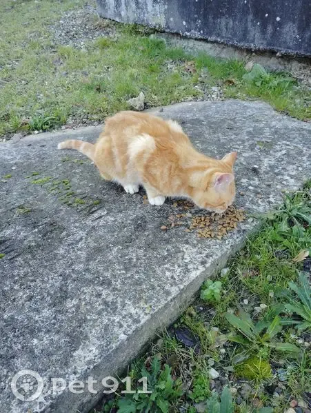Chat mâle roux trouvé à Léojac - photo