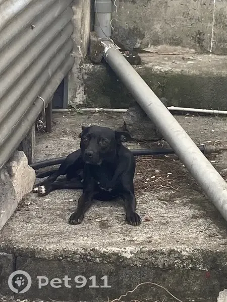Chienne noire trouvée au Chemin Farjeau - photo
