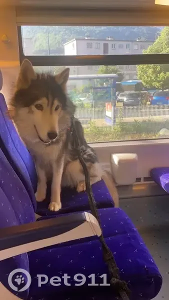 Husky 11 ans disparu au Pont-de-Claix - photo