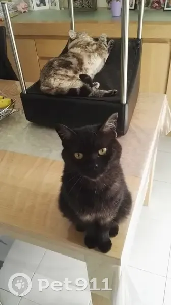 Chat perdu : Toy, 14 ans, Douvrin - photo