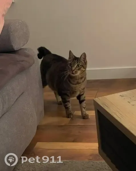 Cupidon, chat tigré perdu à Brest - photo