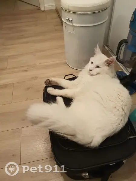 Gros chat blanc disparu à Strasbourg - photo