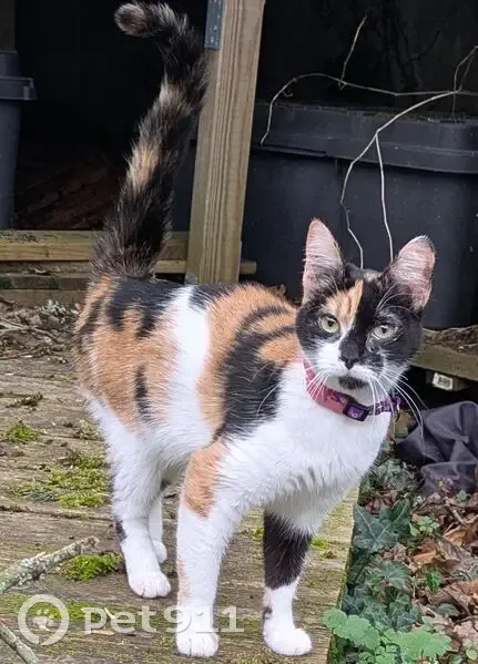 Chat tricolore perdu à Nantes - photo