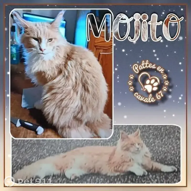 Maine Coon roux-blanc disparu à Drusenheim - photo