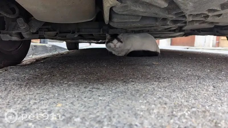 Chat apeuré sous voiture à Toulouse - photo