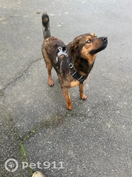 Chien trouvé avec harnais gris à Ombrée d'Anjou - photo