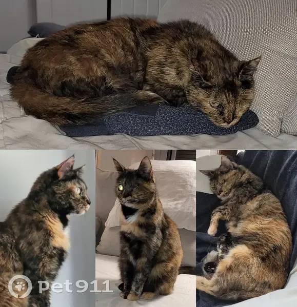 Chatte écaille de tortue perdue à Plaisir - photo