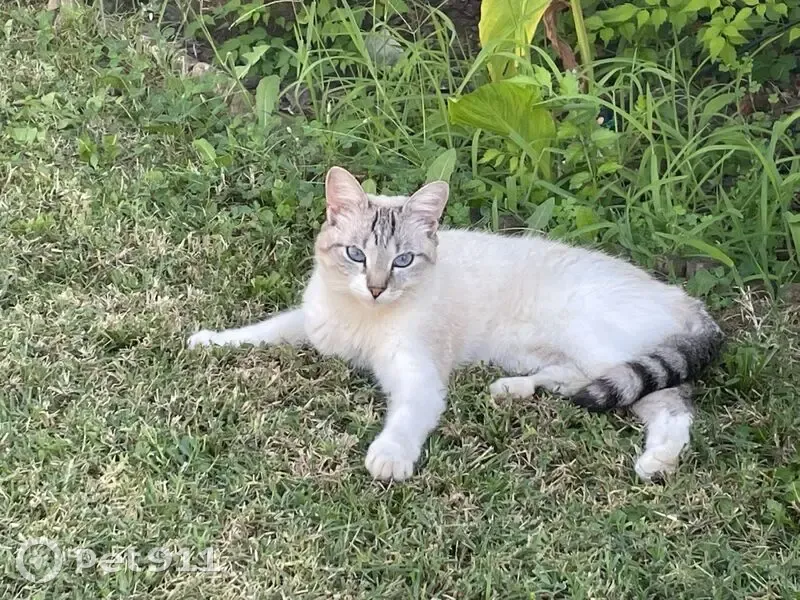 Chat disparu Fille (fl539224) - photo