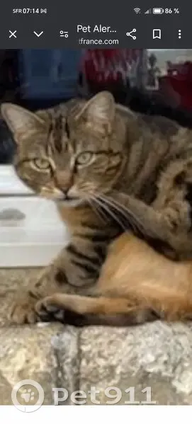 Chat trouvé, Angers (ff539226) - photo