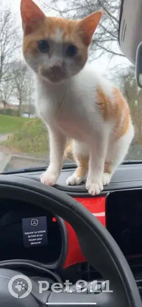 Chat trouvé Garçon, Morsang-sur-Orge (ff539231) - photo