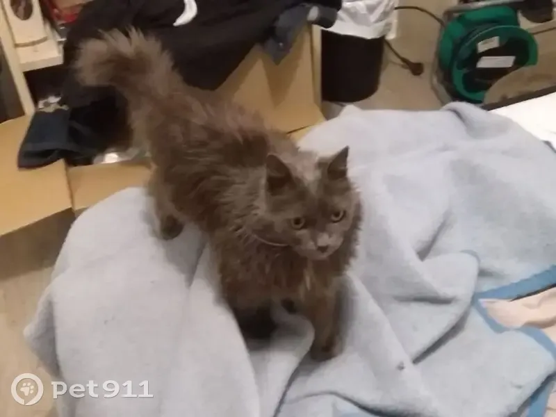 Chat disparu Garçon, Montpellier (fl539234) - photo