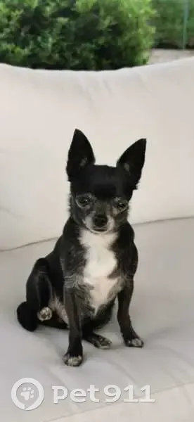 Chien disparu Fille (fl539235) - photo