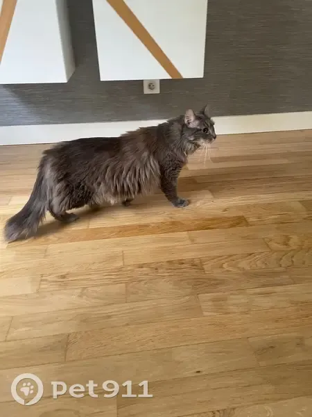 Chat disparu, Limoges (fl539243) - photo