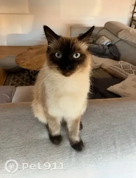 Chat disparu Garçon (fl539248) - photo