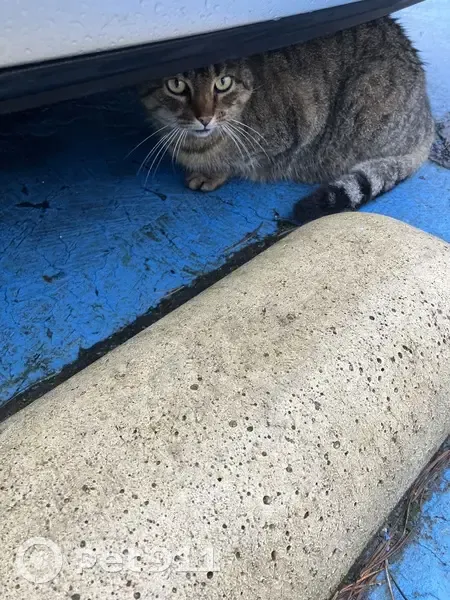 Chat tigré errant sur parking Leroy Merlin - photo