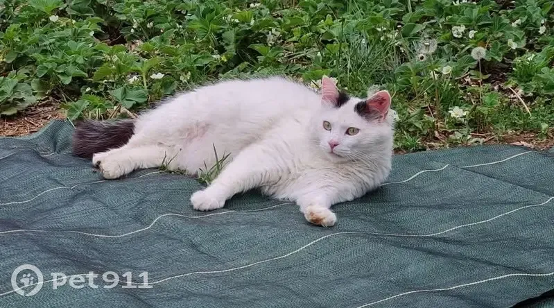 Chat perdu : mâle blanc, queue noire, craintif - photo