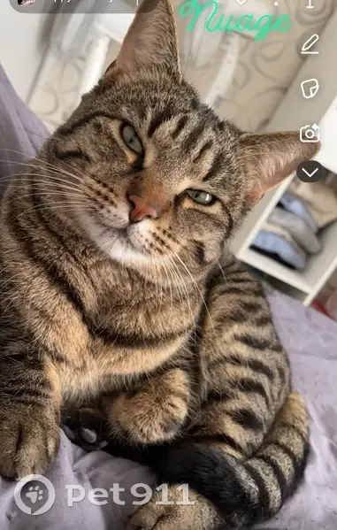 Chat gris tigré disparu à Reims - photo
