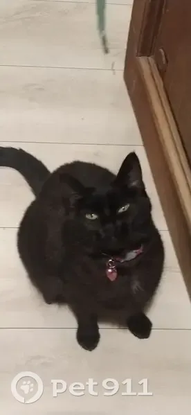 Petite chatte noire perdue à Palaiseau - photo