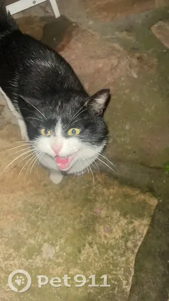 Chat noir et blanc trouvé à Saint-Maurice - photo