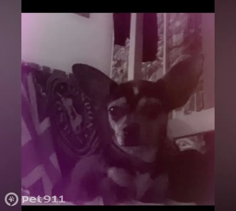 Chihuahua femelle perdue à Aubagne - photo