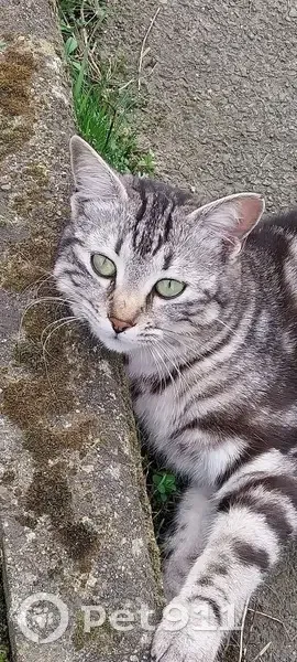 Chat européen gris-blanc disparu à Segré - photo
