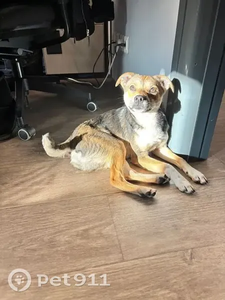 Chien mâle jeune trouvé Rue Marcel Paul - photo