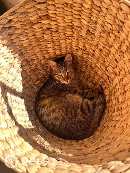 Chat tigré marron perdu à Vence - photo