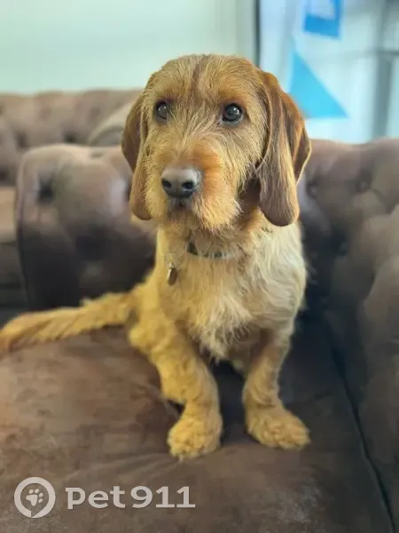 Basset Fauve perdu entre Neauphle et Plaisir - photo