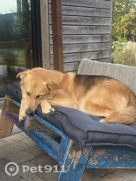 Chien perdu à Peyragudes, harnais vert foncé - photo
