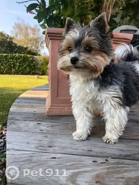 Alerte : Milo, Yorkshire Biewer volé ! - photo
