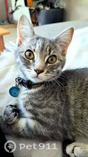 Petite chatte grise perdue à Metz - photo