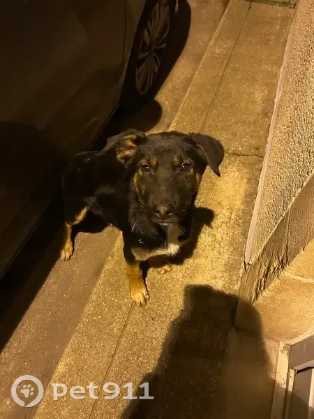 Chien trouvé D2, Valence-en-Poitou - photo