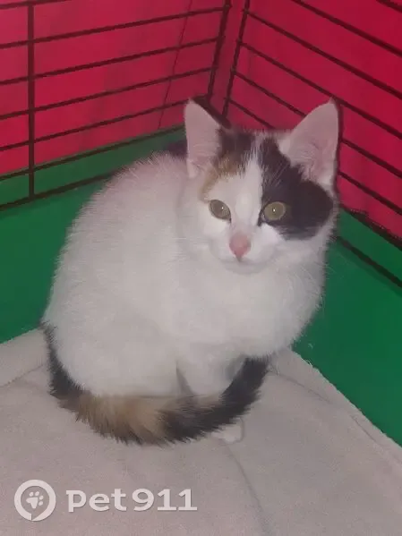 Chaton femelle tricolore trouvé à Bailleul - photo