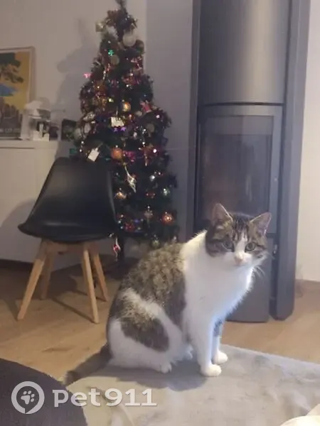 Chat tigré gris-blanc trouvé à Gosnay - photo