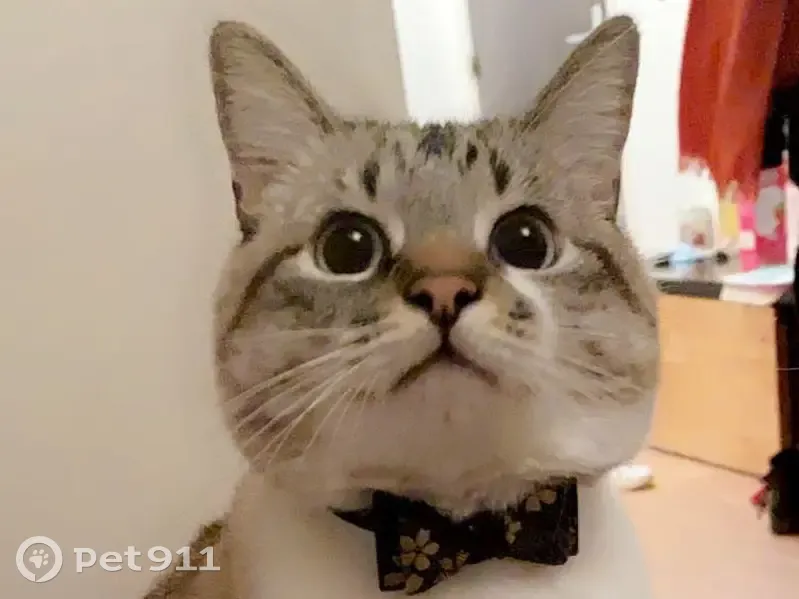 Chat perdu à Limoges : Titus, 8 ans - photo
