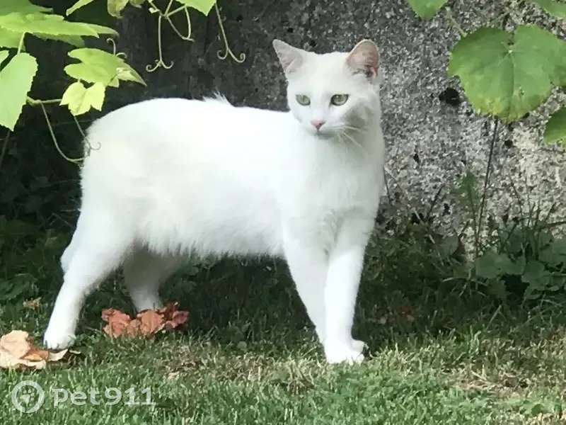 Chatte Pearly disparue à Menthonnex-en-Bornes - photo