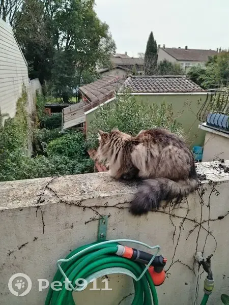 Chat européen tigré disparu à Paris - photo