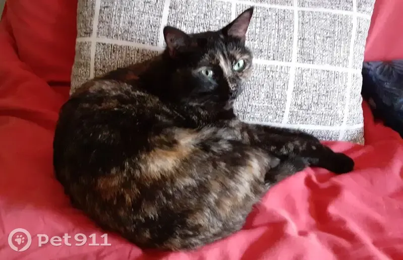 Chatte écaille disparue à Perpignan - photo