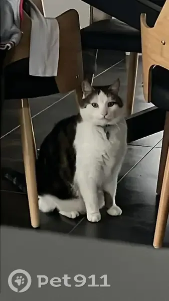 Chat perdu depuis le 31 décembre - photo