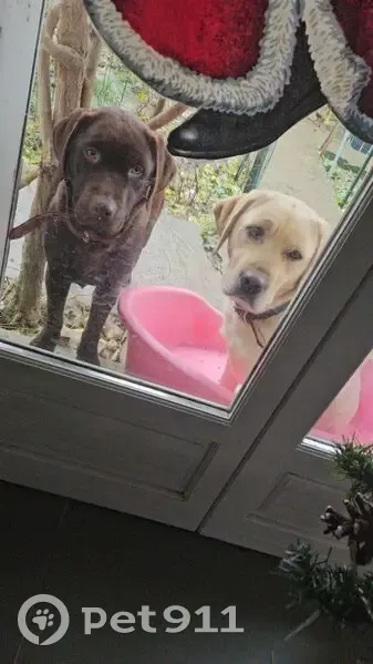 Deux labradors femelles disparues - photo