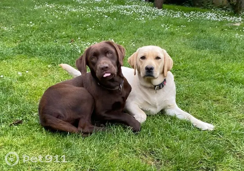 Chiens Labrador disparus à Mainneville - photo