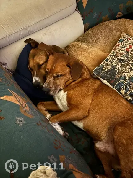 Chiens perdus: Morris et Marley, marron - photo