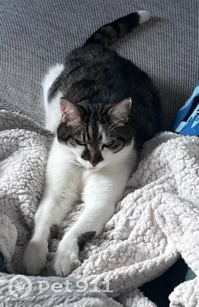 Chat européen perdu, blanc/tigré, rue Savoureuse - photo