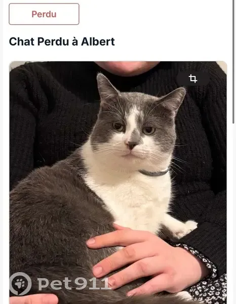 Chat gris et blanc perdu à Albert - photo