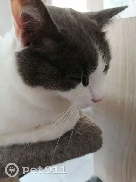 Chat européen blanc/gris perdu à Taden - photo